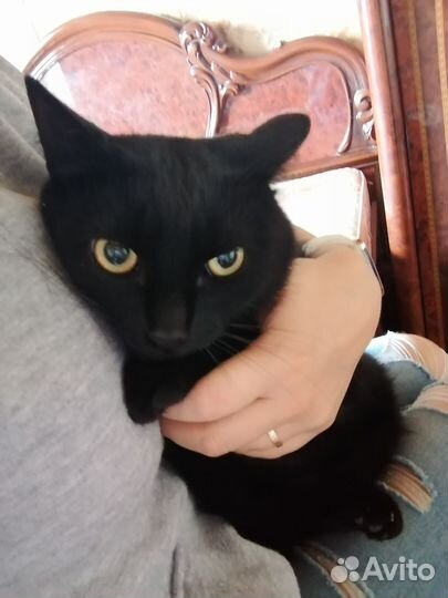 Кошка