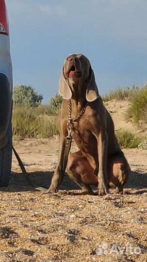 Веймаранер вязка