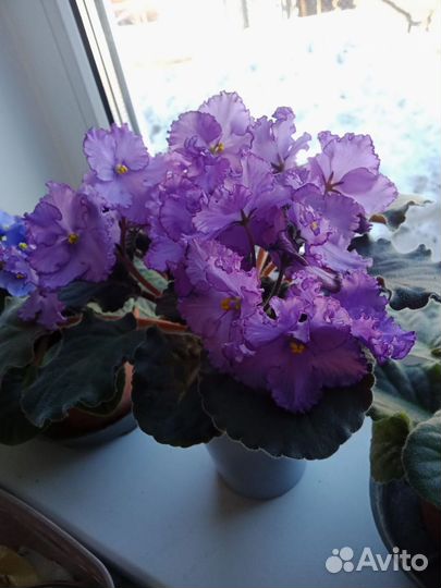 Сортовые фиалки цветущие