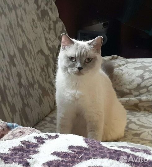 Британские котята
