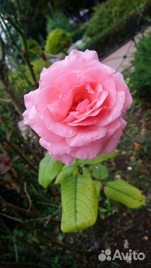 Помощница, няня