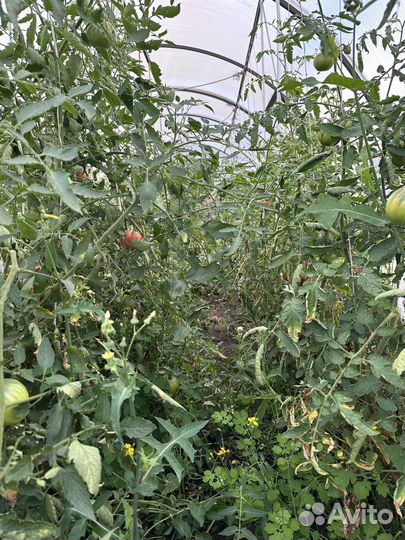 Помидоры свежие домашние