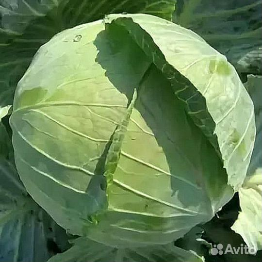 Семена Капусты 