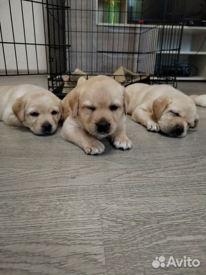Щенки лабрадора