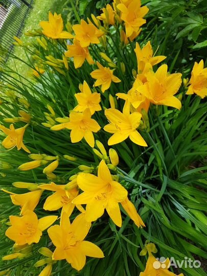 Растения для сада