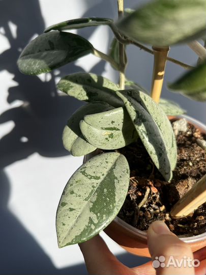 Хойя wilbur graves