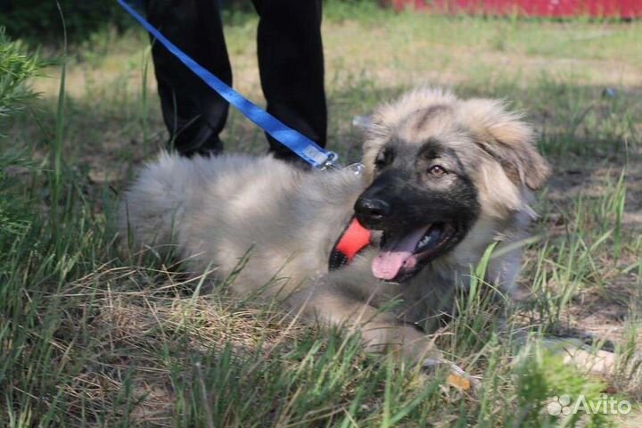 Щенки в дар