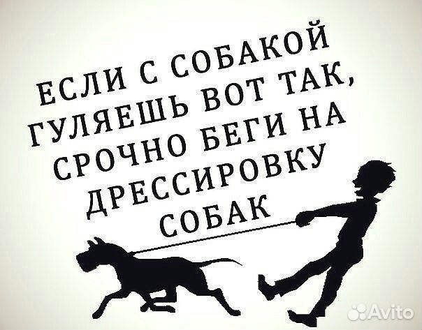 Дрессировка собак