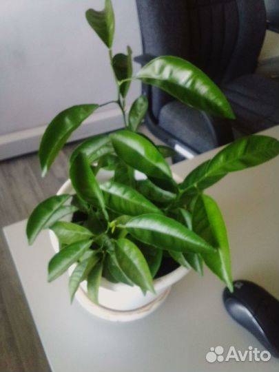 Мандариновый куст