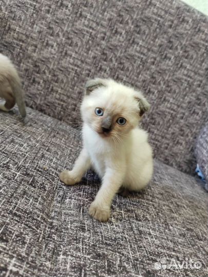 Шотландские котята