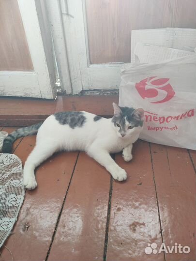 Котик бесплатно