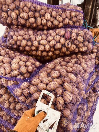 Картофель бюджетный оптом