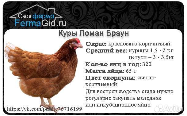 Куры несушки