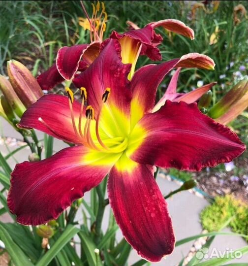 Лилейник Volcanic Eruption