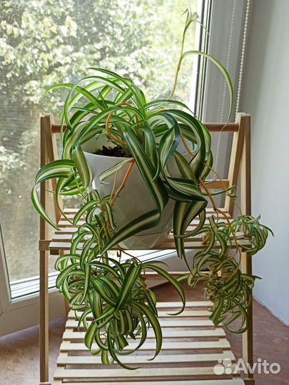 Хлорофитум кудрявый (Chlorophytum comosum bonnie)