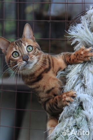 Вязка с ярким бенгальским котом