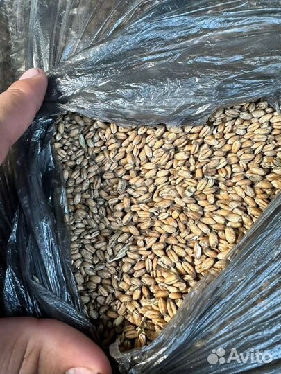 Зерно пшеница