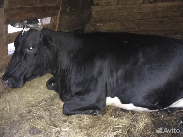 Продаётся молодая корова