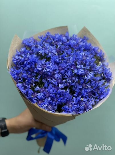 Васильки цветы