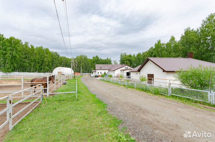 Продается пони-ферма «Пинто Бриз»