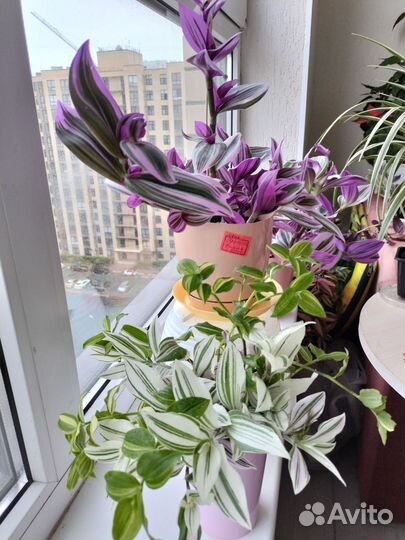 Традесканция Нанук,белая