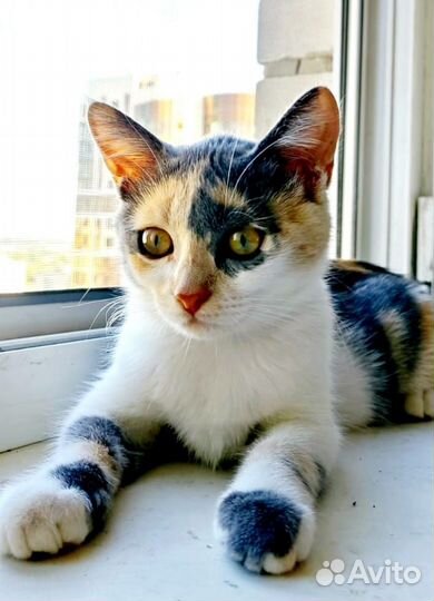 Кошка в дар