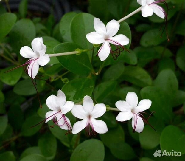 3 вида Клеродендрумы Томпсон, Инерме, Угандийский