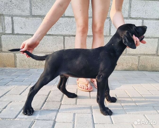 Щенки курцхаара