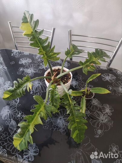 Филодендрон Ринг оф файер,сингониумы, папоротники