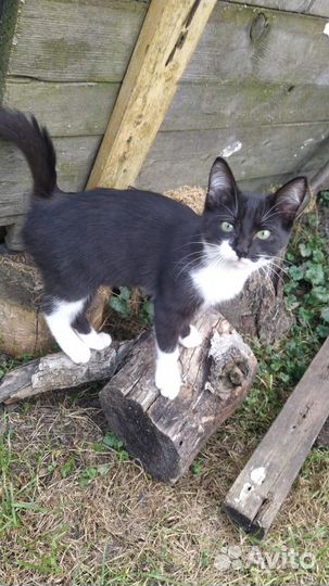 Кошки-крысоловки