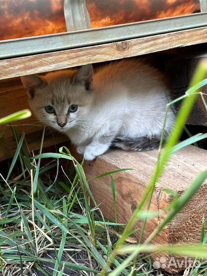 Котята