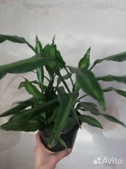 Комнатные растения разные - 3