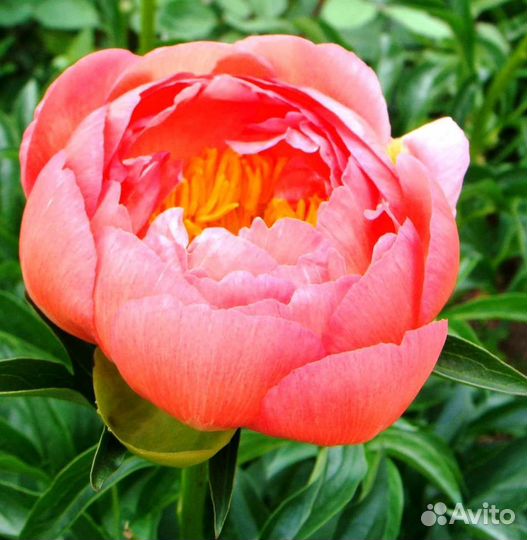 Пионы корни