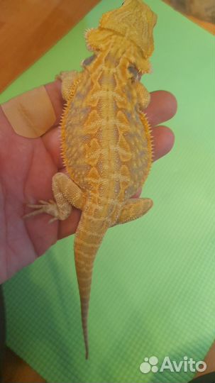 Агама Цитрус Leatherback