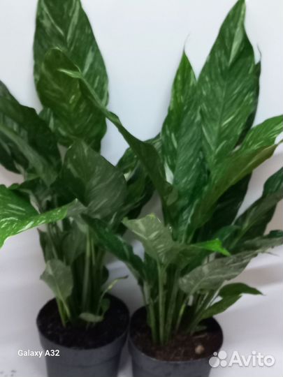 Спатифиллум даймонд