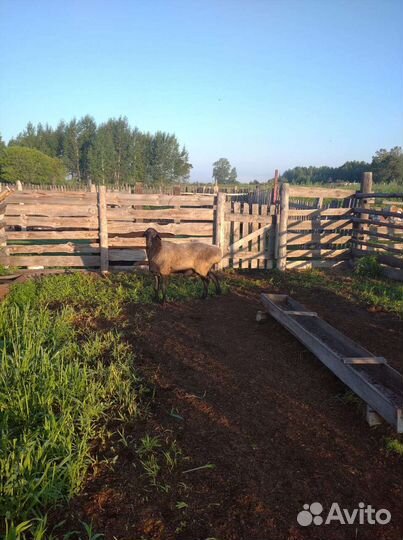 Бараны гиссарские