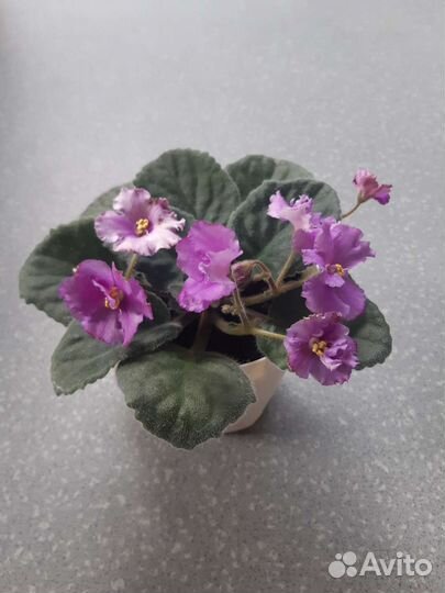 Фиалка в горшках