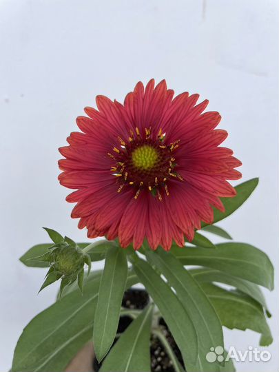 Гайлардия Меса Ред