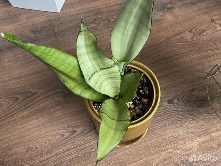 Сансевьерия муншайн, зелантика, ханни