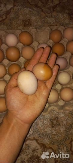 Домашние куриные яйца, диетические