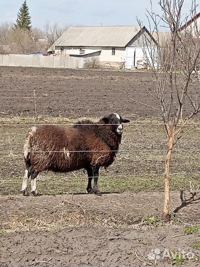 Баран Дорпер