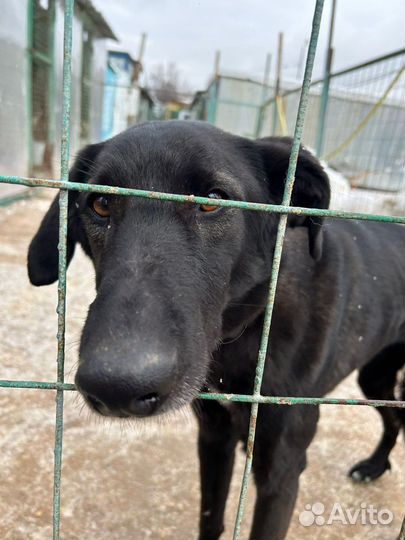 Собака в добрые руки отдам бесплатно