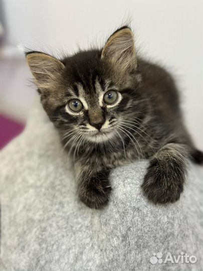 Кошки в добрые руки бесплатно