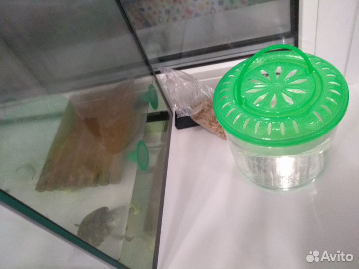 Красноухая черепаха