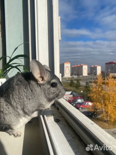Шиншилла