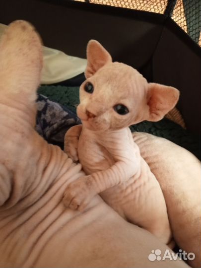 Канадский сфинкс