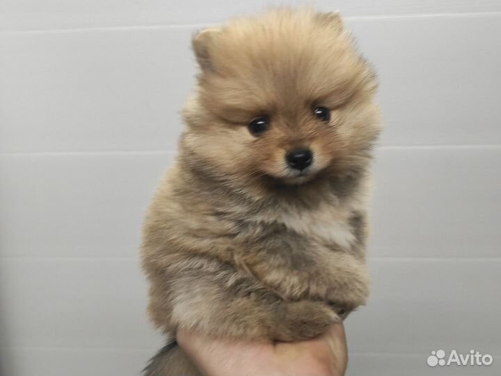 Померанский шпиц