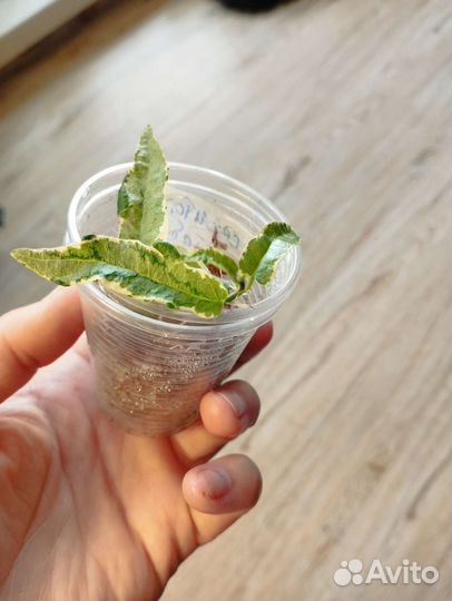 Фикус сагитата мутабилис