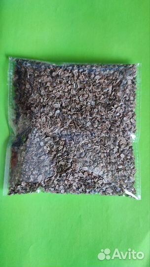 Семена укропа