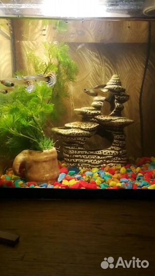 Рыбки Гуппи, анцытрусы сомы, меценосцы